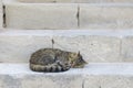 Cat sleeping in a street over antique steps stones