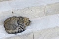 Cat sleeping in a street over antique steps stones