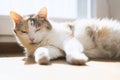 cat sleeping in the sun Royalty Free Stock Photo