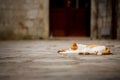 Cat sleeping in the sun Royalty Free Stock Photo