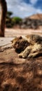 Cat sleeping in sun shadow Royalty Free Stock Photo