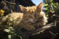 Cat sleeping in the sun on some wood in the garden