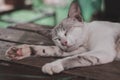 Cat sleeping on the table.