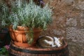 Cat sleeping on the top of the barrel