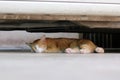 Cat sleeping under the car Royalty Free Stock Photo