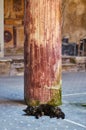Cat sleeping under a column of an ancient Roman house in Pompeii Royalty Free Stock Photo