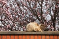 Cat sleeping on wall near blossoming orchard on spring day