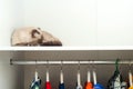 Cat sleeping in the wardrobe. House pet, lifestyle Royalty Free Stock Photo