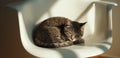 A cat sleeping in a white chair on a wooden floor Royalty Free Stock Photo