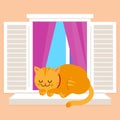 Cat sleeping on a window sill. Vector illustration