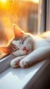 cat sleeping on windowsill in warm light. Royalty Free Stock Photo