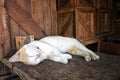Cat sleeping on wood background Royalty Free Stock Photo