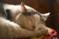 Cat sleeping on wooden chair in country house interiour