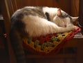 Cat sleeping on wooden chair in country house interiour