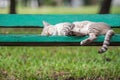Cat sleeping on wooden chair at park with nature Royalty Free Stock Photo