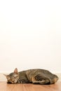 Cat sleeping on wooden floor with white blank space wall. adorable cat rest close eyes at Home