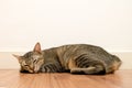 Cat sleeping on wooden floor with white blank space wall. adorable cat rest close eyes at Home