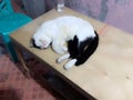 cat is sleeping on a wooden table very calm