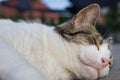 Cat sleeping in a yard Royalty Free Stock Photo