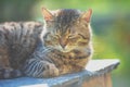 Cat sleeping in the yard Royalty Free Stock Photo