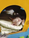 The cat is sleeping in a yellow cardboard box Royalty Free Stock Photo