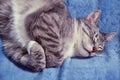 The cat sleeps amusingly folding its paws on a blue blanket