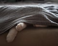 The cat sleeps on the couch, hiding under a gray blanket. Paws are visible from under the bedspread, the cat itself is almost Royalty Free Stock Photo