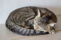 Cat sleeps curled up with its paw over its nose