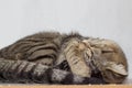 cat sleeps curled up with its paw over its nose