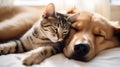 The cat sleeps with the dog, best friends. Pets together Royalty Free Stock Photo
