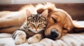 The cat sleeps with the dog, best friends. Pets together Royalty Free Stock Photo