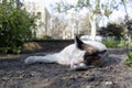 cat sleeps on the ground in the garden