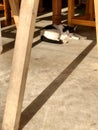 The cat sleeps happily under the table shadow Royalty Free Stock Photo