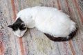 a cat sleeps on a mat Royalty Free Stock Photo