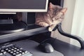Cat sleeps at the monitor at home, computer on the table with a keyboard and mouse. Quarantine and lockdown due to the coronavirus