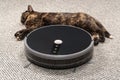 Cat sleeps near a vacuum cleaner