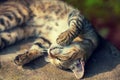 Cat sleeps on one side in the yard Royalty Free Stock Photo