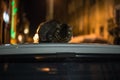 Cat sleeps on roof of car Royalty Free Stock Photo