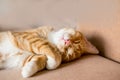 The cat sleeps in an uncomfortable position. A funny cat lies on a white blanket Royalty Free Stock Photo