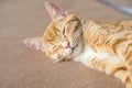 The cat sleeps in an uncomfortable position. A funny cat lies on a white blanket Royalty Free Stock Photo