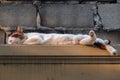 Cat sleeps on the wall. Royalty Free Stock Photo