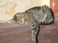 A cat sleeps on the wall of a house. A cat sleeps Royalty Free Stock Photo
