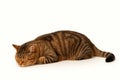 The cat sleeps on a white background. Space for text. Royalty Free Stock Photo