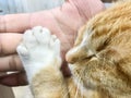 cat sleepy face put paw on owner hand