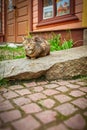 A cat slumbers on a large stone next to a wooden house on an old street in a small town. Royalty Free Stock Photo