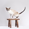 Cat on the small chair