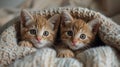 Cat Small Kittens Cute Animal Baby Pets Concept