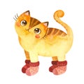 Cat in small knitted socks. Cute kitten character. Mascot of goods for pets.