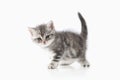 Cat. Small silver british kitten on white background Royalty Free Stock Photo