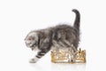 Cat. Small silver british kitten on white background Royalty Free Stock Photo